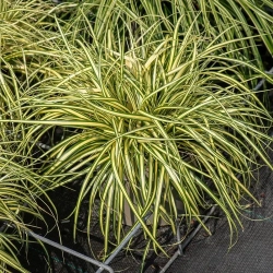 Turzyca oszimska Maxigold – Carex, zimozielona trawa